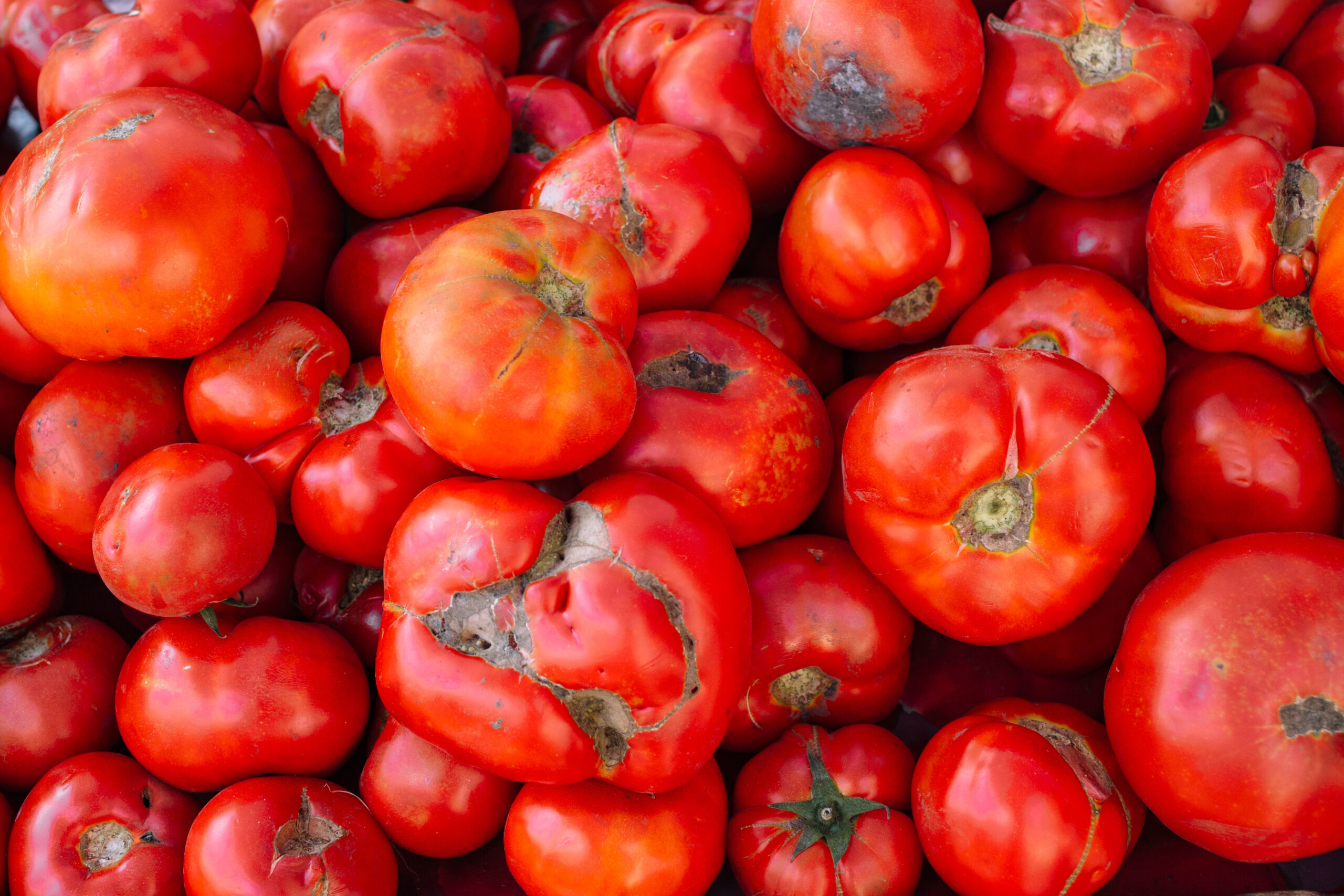 Fresh red ugly tomatoes on display at local farmers market. Close-up of tomatoes on display in store. Ugly tomatoes, garden special tomatoes.