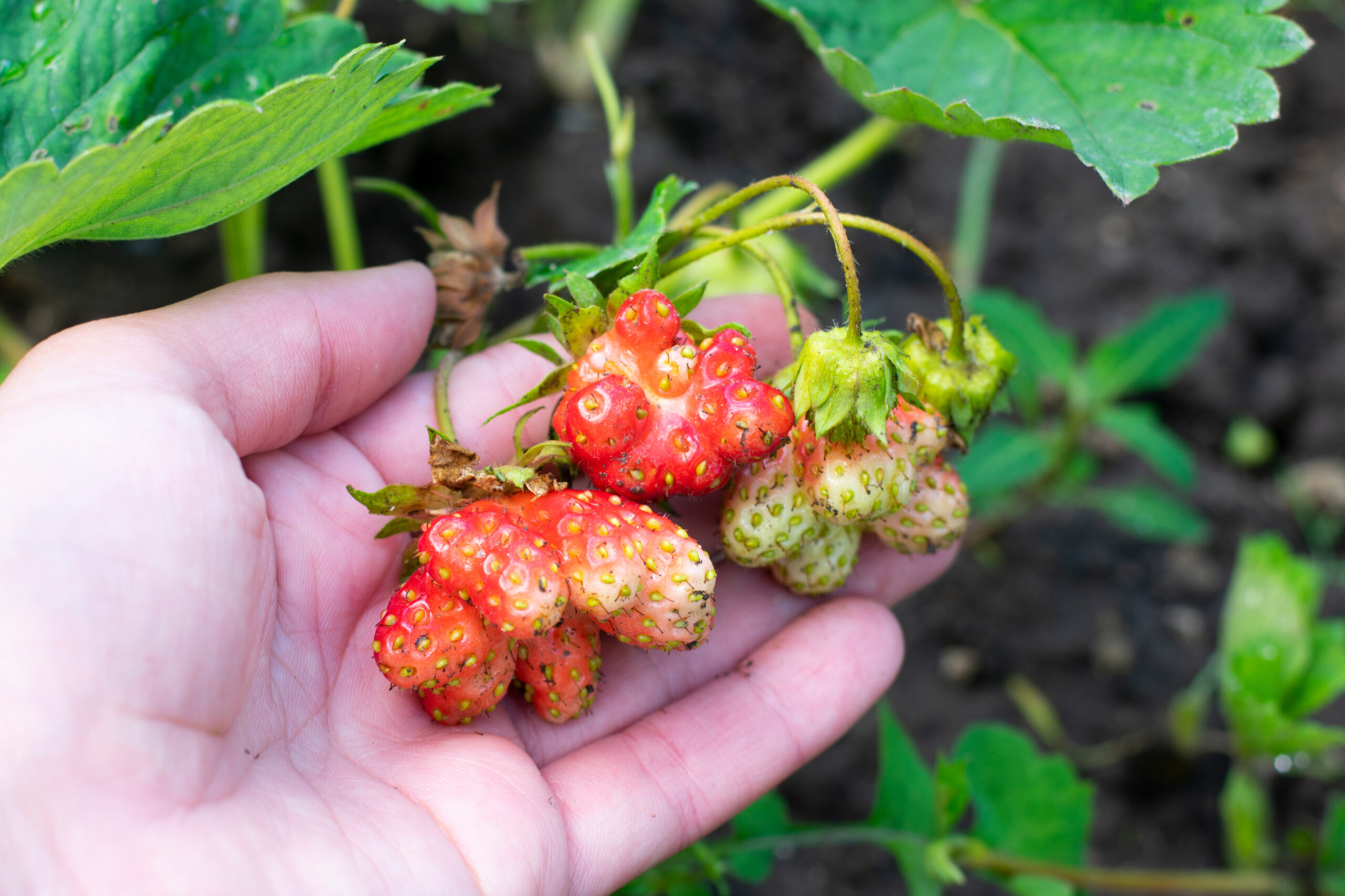 Actualités Gueules Cassées